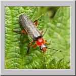 Cantharis pellucida - Weichkkaefer 06.jpg